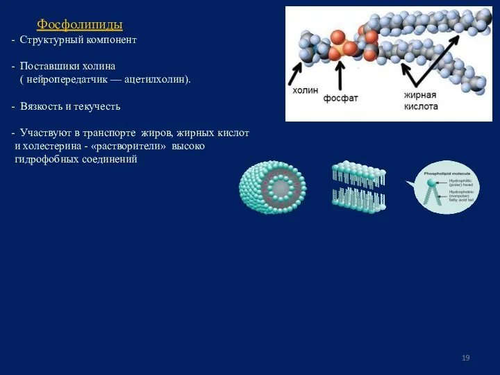Фосфолипиды Структурный компонент Поставшики холина ( нейропередатчик — ацетилхолин). Вязкость