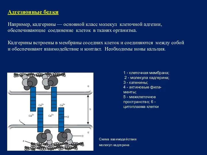 Адгезионные белки Например, кадгерины — основной класс молекул клеточной адгезии,