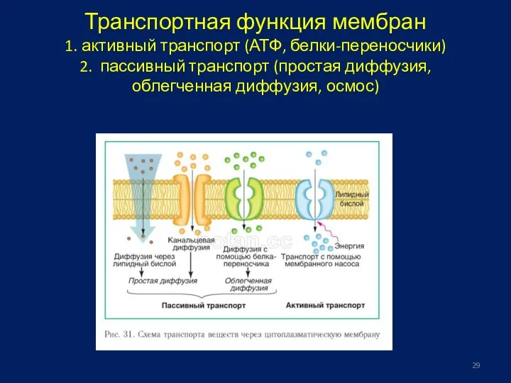 Транспортная функция мембран 1. активный транспорт (АТФ, белки-переносчики) 2. пассивный транспорт (простая диффузия, облегченная диффузия, осмос)