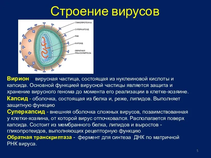 Строение вирусов Вирион – вирусная частица, состоящая из нуклеиновой кислоты