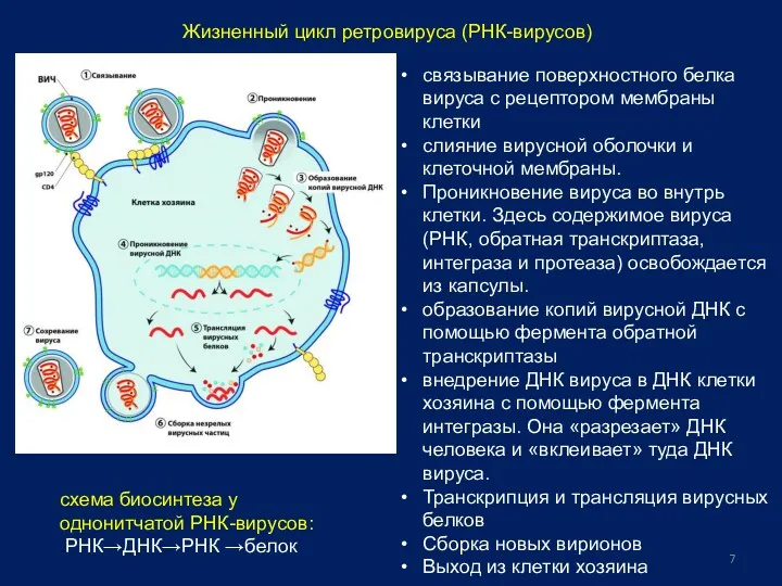 Жизненный цикл ретровируса (РНК-вирусов) связывание поверхностного белка вируса с рецептором