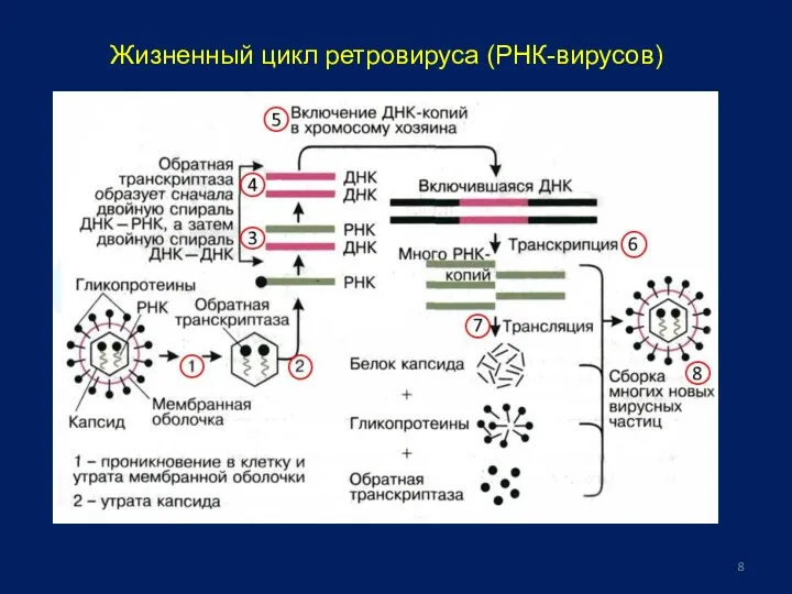 Жизненный цикл ретровируса (РНК-вирусов)