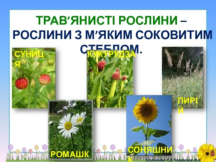 ТРАВ’ЯНИСТІ РОСЛИНИ – РОСЛИНИ З М’ЯКИМ СОКОВИТИМ СТЕБЛОМ. СУНИЦЯ КУКУРУДЗА ПИРІЙ СОНЯШНИК РОМАШКА