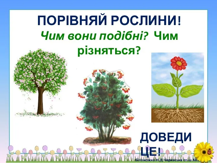 ПОРІВНЯЙ РОСЛИНИ! Чим вони подібні? Чим різняться? ДОВЕДИ ЦЕ!