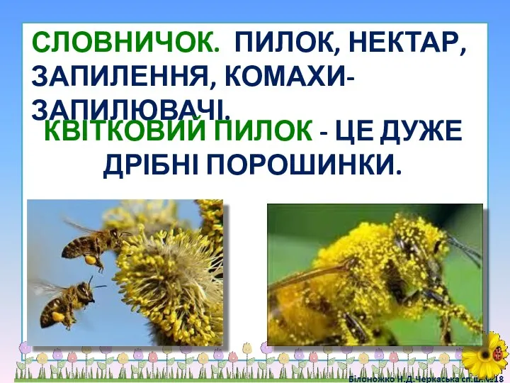 СЛОВНИЧОК. ПИЛОК, НЕКТАР, ЗАПИЛЕННЯ, КОМАХИ­-ЗАПИЛЮВАЧІ. КВІТКОВИЙ ПИЛОК - ЦЕ ДУЖЕ ДРІБНІ ПОРОШИНКИ.