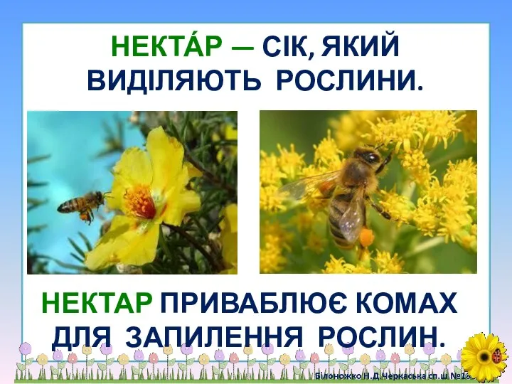 НЕКТА́Р — СІК, ЯКИЙ ВИДІЛЯЮТЬ РОСЛИНИ. НЕКТАР ПРИВАБЛЮЄ КОМАХ ДЛЯ ЗАПИЛЕННЯ РОСЛИН.