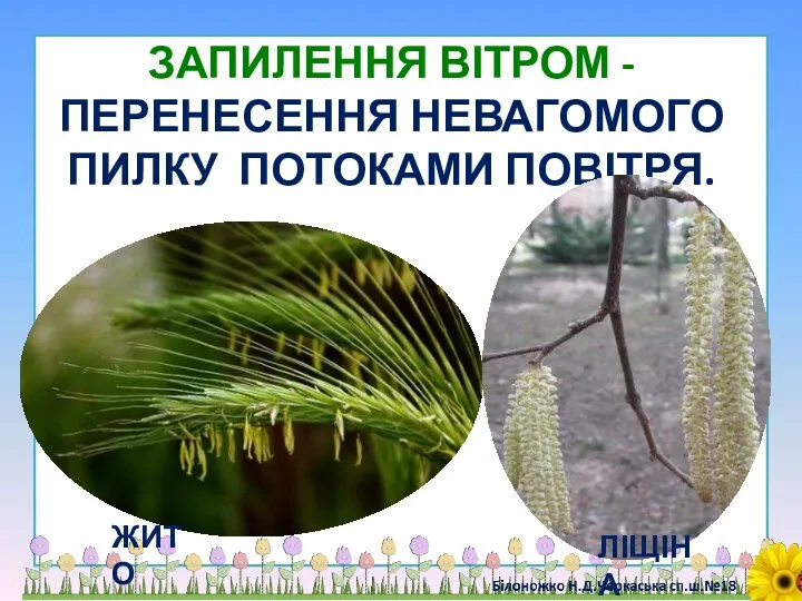 ЗАПИЛЕННЯ ВІТРОМ - ПЕРЕНЕСЕННЯ НЕВАГОМОГО ПИЛКУ ПОТОКАМИ ПОВІТРЯ. ЖИТО ЛІЩІНА