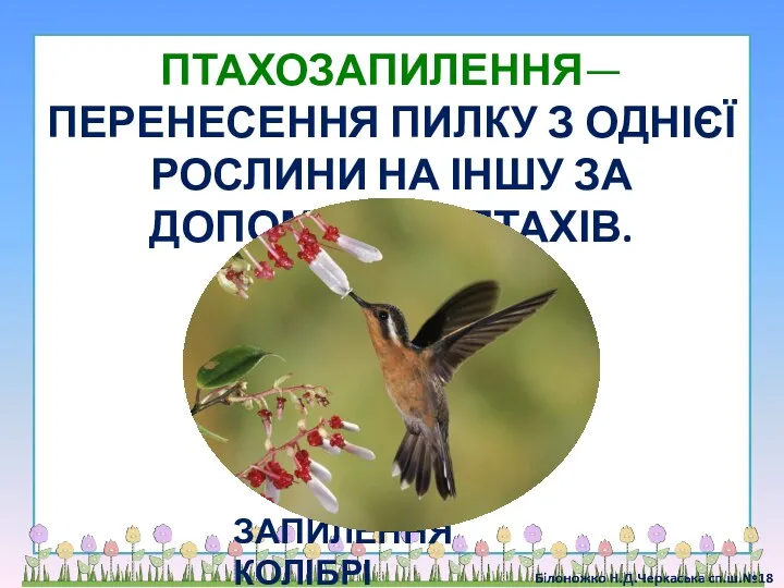 ЗАПИЛЕННЯ КОЛІБРІ ПТАХОЗАПИЛЕННЯ— ПЕРЕНЕСЕННЯ ПИЛКУ З ОДНІЄЇ РОСЛИНИ НА ІНШУ ЗА ДОПОМОГОЮ ПТАХІВ.