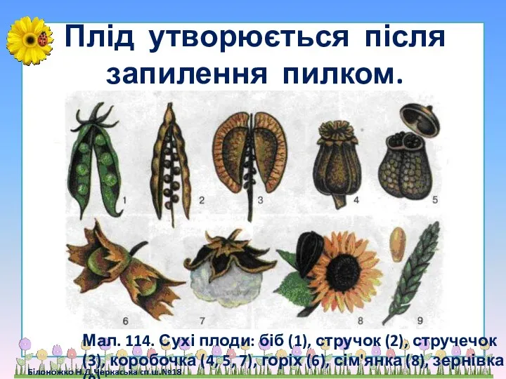 Плід утворюється після запилення пилком. Мал. 114. Сухі плоди: біб