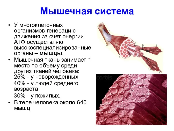 Мышечная система У многоклеточных организмов генерацию движения за счет энергии