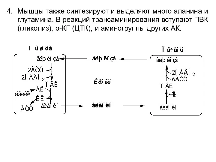 Мышцы также синтезируют и выделяют много аланина и глутамина. В