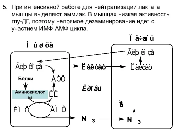 Аминокислоты Белки При интенсивной работе для нейтрализации лактата мышцы выделяют