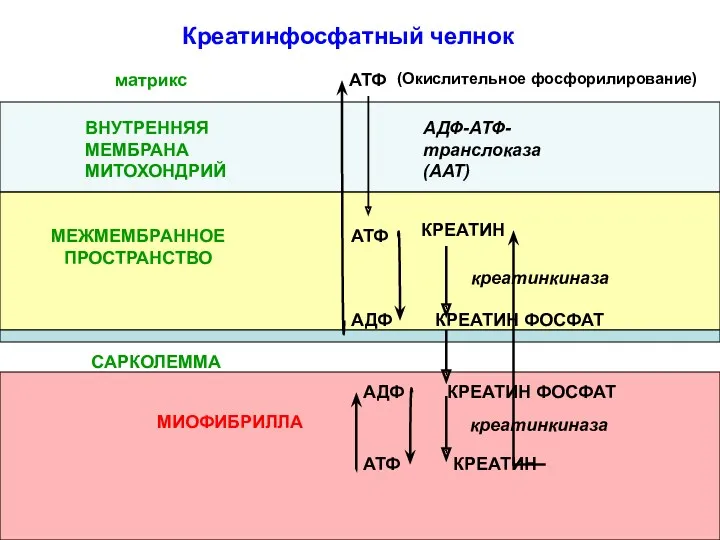 (Окислительное фосфорилирование) АТФ АДФ-АТФ-транслоказа(ААТ) ВНУТРЕННЯЯ МЕМБРАНА МИТОХОНДРИЙ КРЕАТИН КРЕАТИН ФОСФАТ