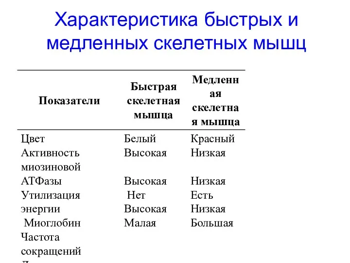 Характеристика быстрых и медленных скелетных мышц