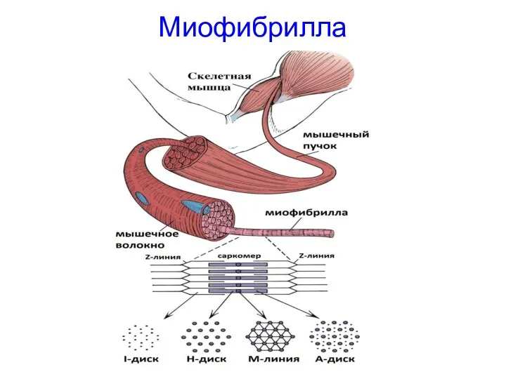 Миофибрилла