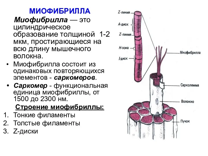 МИОФИБРИЛЛА Миофибрилла — это цилиндрическое образование толщиной 1-2 мкм, простирающиеся