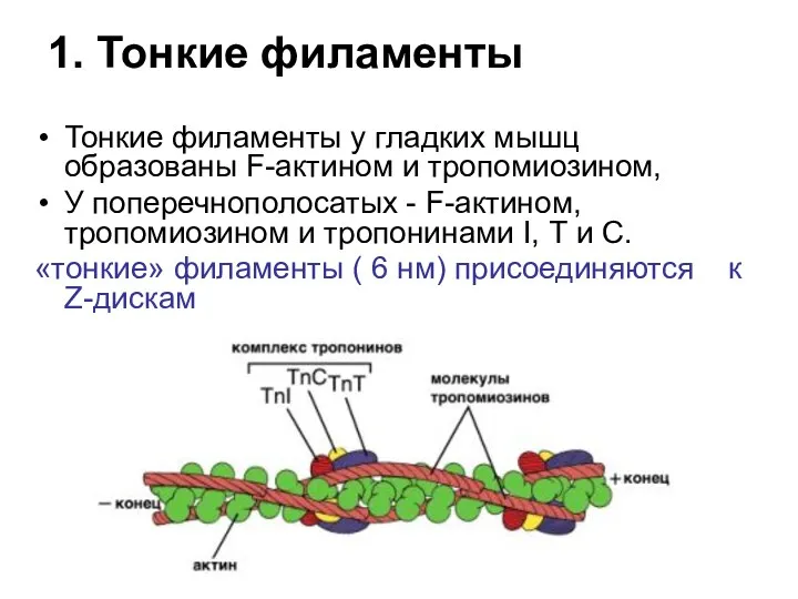 1. Тонкие филаменты Тонкие филаменты у гладких мышц образованы F-актином