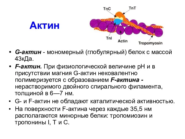 Актин G-актин - мономерный (глобулярный) белок с массой 43кДа. F-актин.