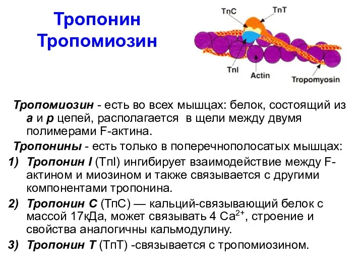 Тропомиозин - есть во всех мышцах: белок, состоящий из а