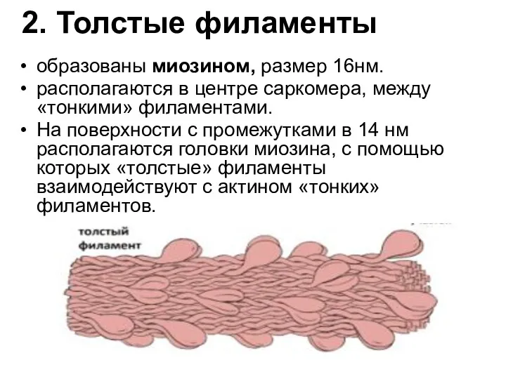 2. Толстые филаменты образованы миозином, размер 16нм. располагаются в центре