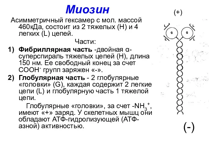 Миозин Асимметричный гексамер с мол. массой 460кДа, состоит из 2