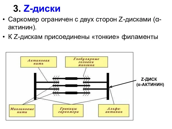 3. Z-диски Саркомер ограничен с двух сторон Z-дисками (α-актинин). К Z-дискам присоединены «тонкие» филаменты Z-ДИСК (α-АКТИНИН)