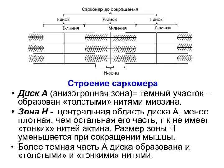 Строение саркомера Диск А (анизотропная зона)= темный участок –образован «толстыми»