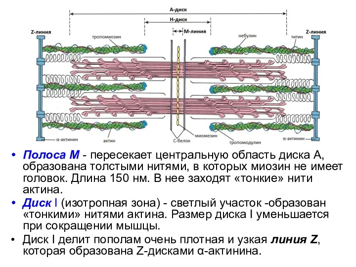 Полоса М - пересекает центральную область диска А, образована толстыми