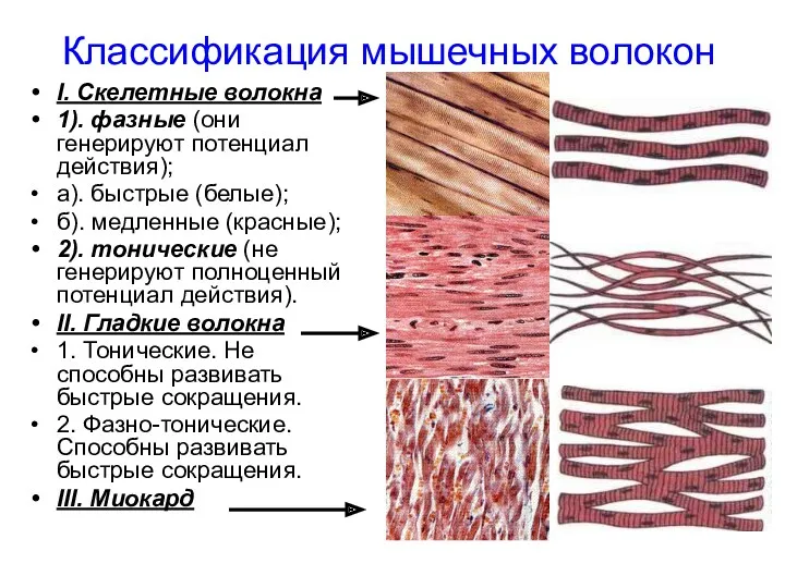 I. Скелетные волокна 1). фазные (они генерируют потенциал действия); а).