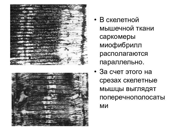 В скелетной мышечной ткани саркомеры миофибрилл располагаются параллельно. За счет