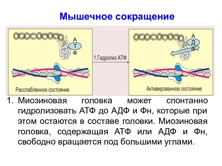 Миозиновая головка может спонтанно гидролизовать АТФ до АДФ и Фн,