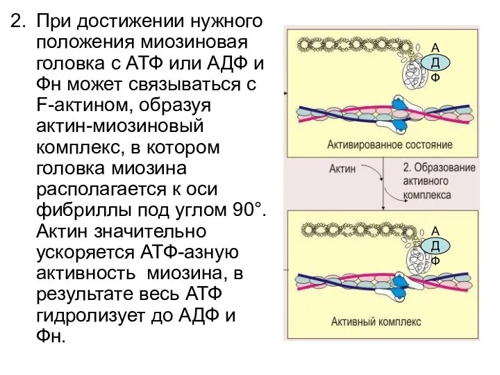 При достижении нужного положения миозиновая головка с АТФ или АДФ