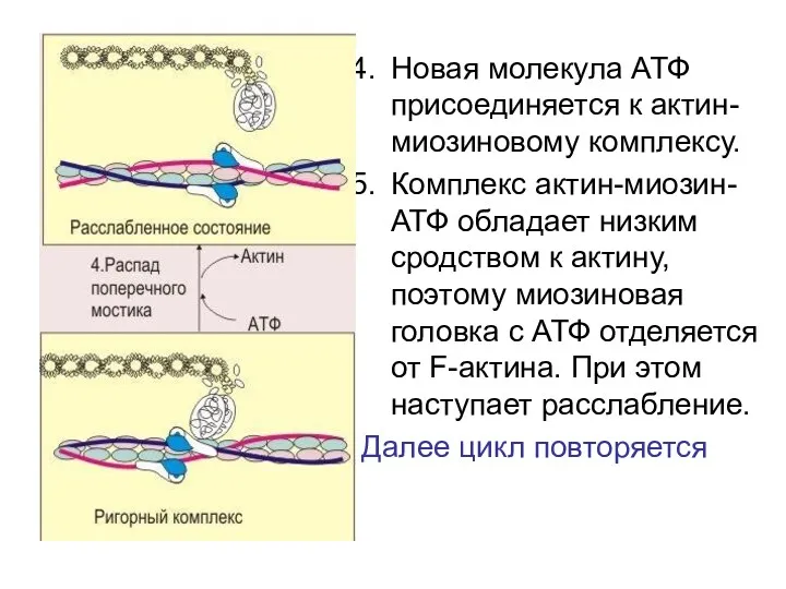 Новая молекула АТФ присоединяется к актин-миозиновому комплексу. Комплекс актин-миозин-АТФ обладает