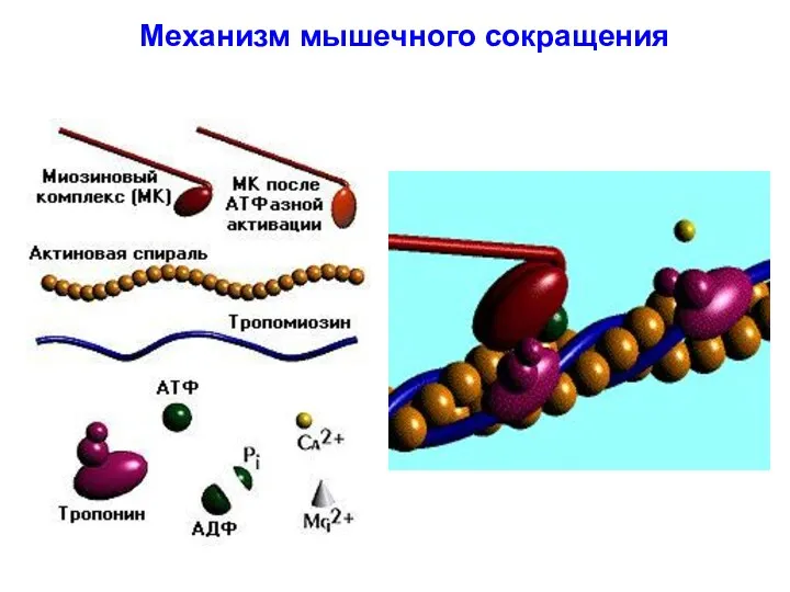 Механизм мышечного сокращения