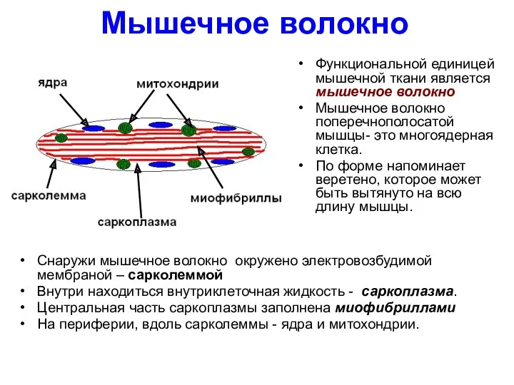 Мышечное волокно Функциональной единицей мышечной ткани является мышечное волокно Мышечное