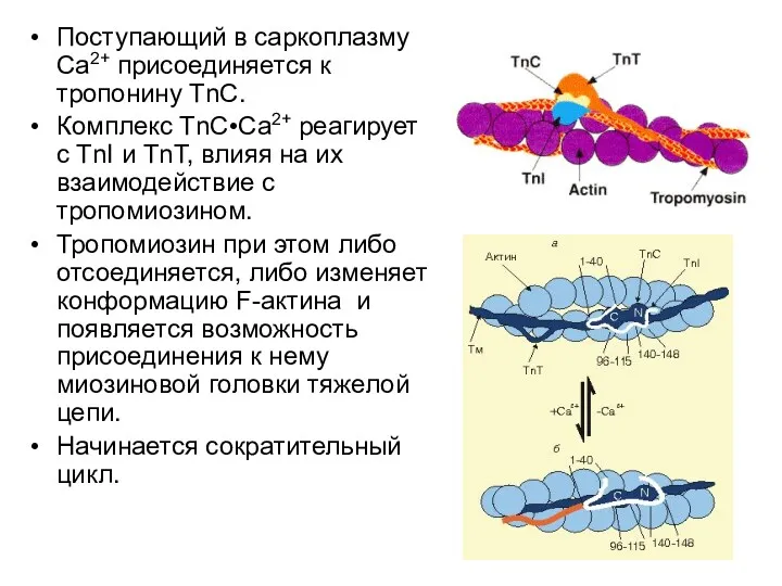 Поступающий в саркоплазму Са2+ присоединяется к тропонину ТnС. Комплекс ТnС•Са2+