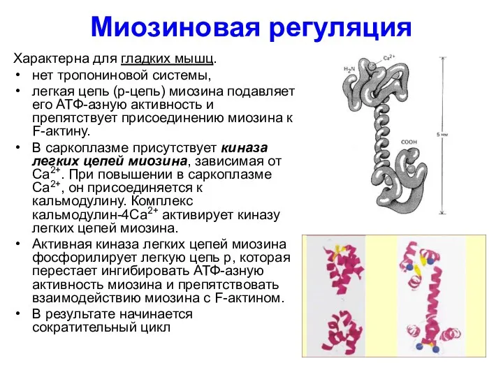 Миозиновая регуляция Характерна для гладких мышц. нет тропониновой системы, легкая