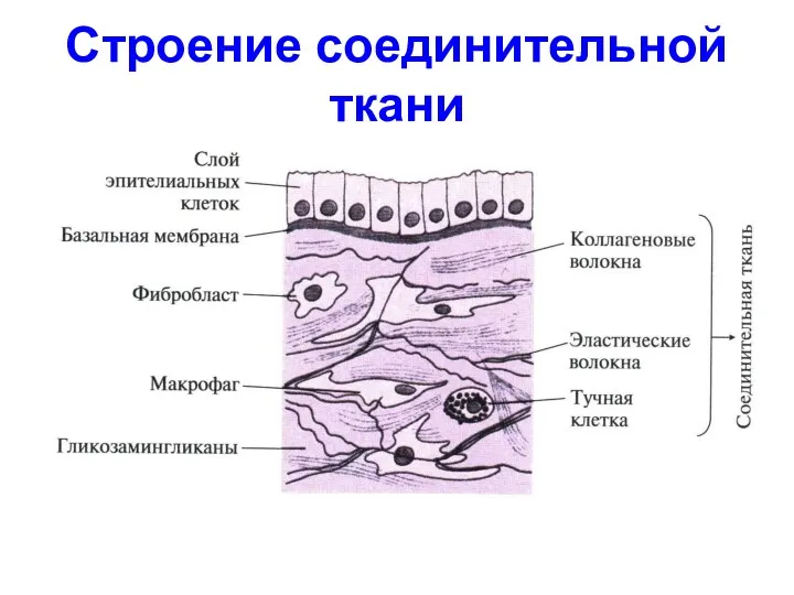 Строение соединительной ткани