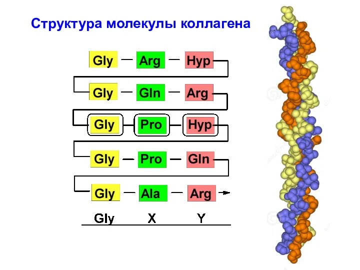 Структура молекулы коллагена