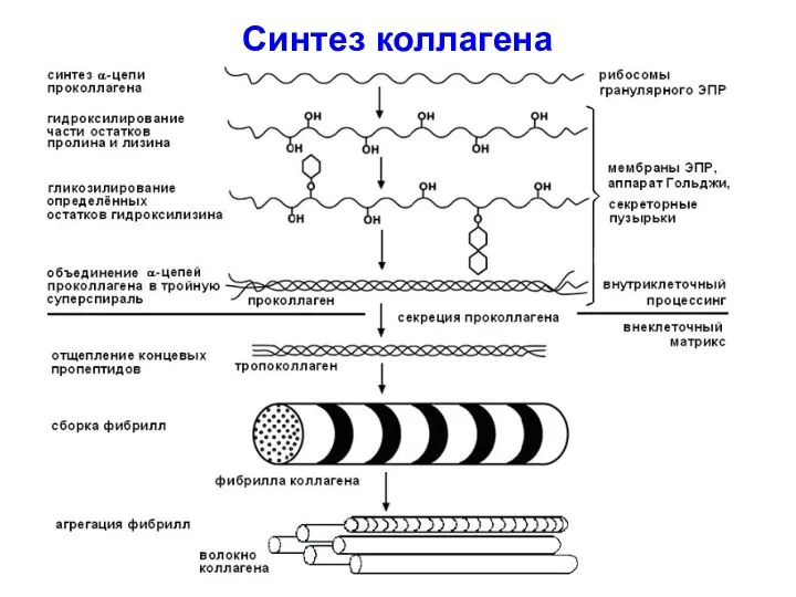 Синтез коллагена