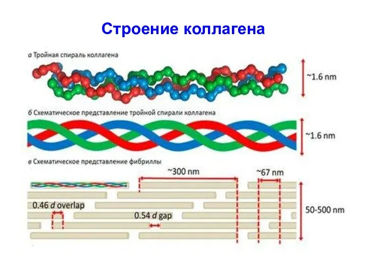 Строение коллагена