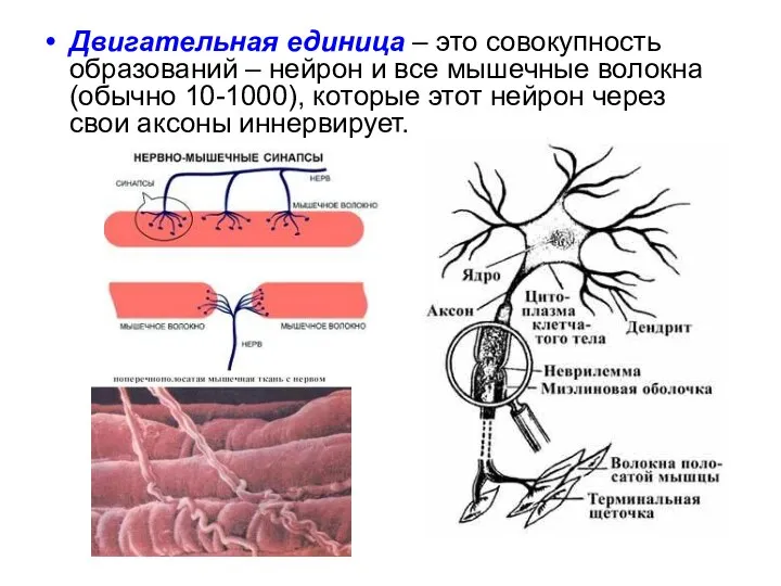 Двигательная единица – это совокупность образований – нейрон и все