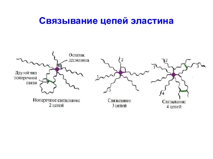 Связывание цепей эластина