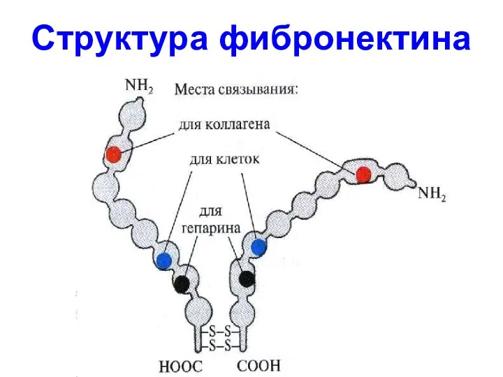 Структура фибронектина