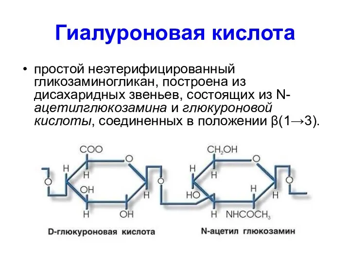 Гиалуроновая кислота простой неэтерифицированный гликозаминогликан, построена из дисахаридных звеньев, состоящих