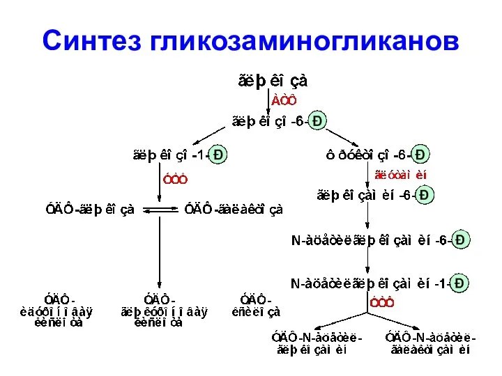 Синтез гликозаминогликанов