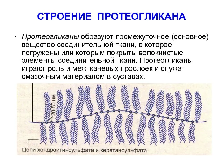 СТРОЕНИЕ ПРОТЕОГЛИКАНА Протеогликаны образуют промежуточное (основное) вещество соединительной ткани, в