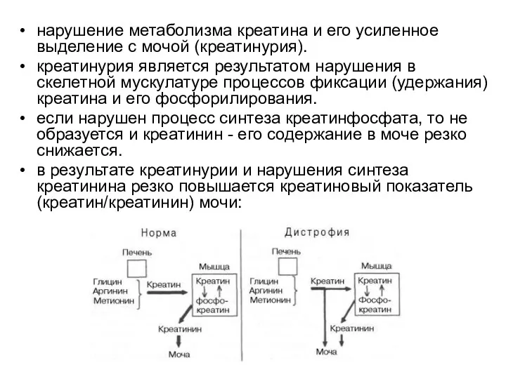 нарушение метаболизма креатина и его усиленное выделение с мочой (креатинурия).