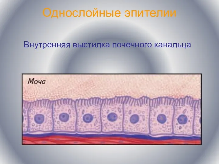 Однослойные эпителии Внутренняя выстилка почечного канальца