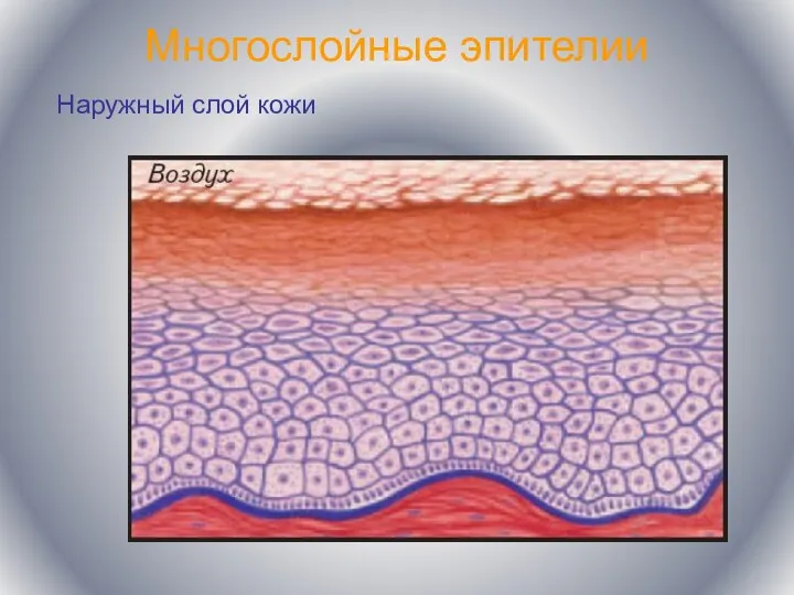 Многослойные эпителии Наружный слой кожи